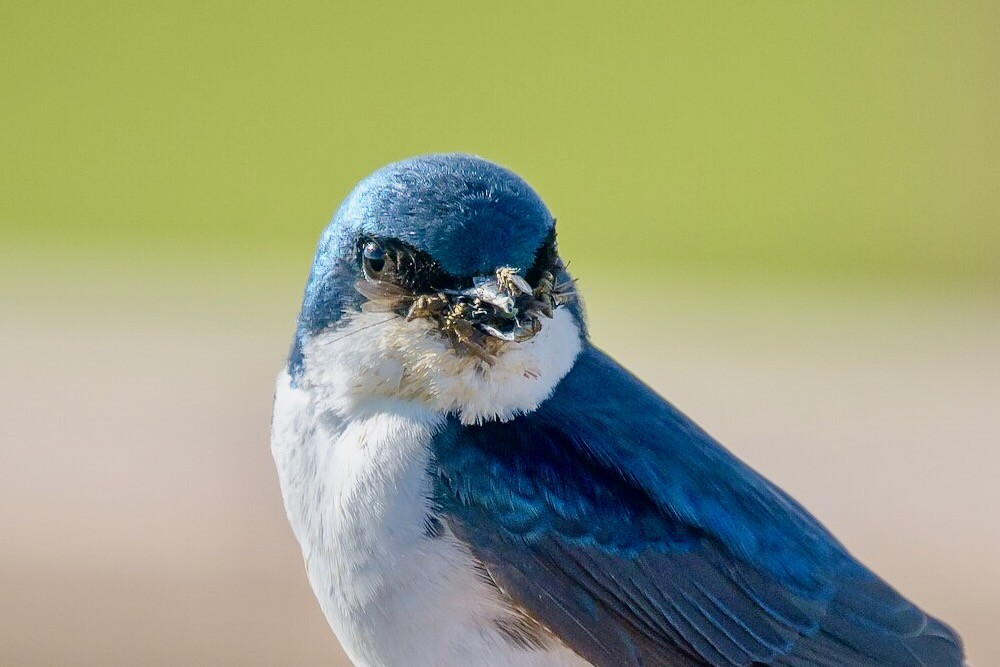 Tree Sparrow by Becky Matsubara is licensed under CC BY 2.0.